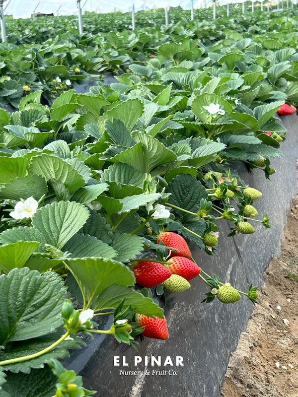 REVISTAFYH's tweet image. La #rusticidad, una garantía de éxito en las #variedades de #ElPinar fyh.es/la-rusticidad-… #fresa #fresón #Huelva #frutosrojos