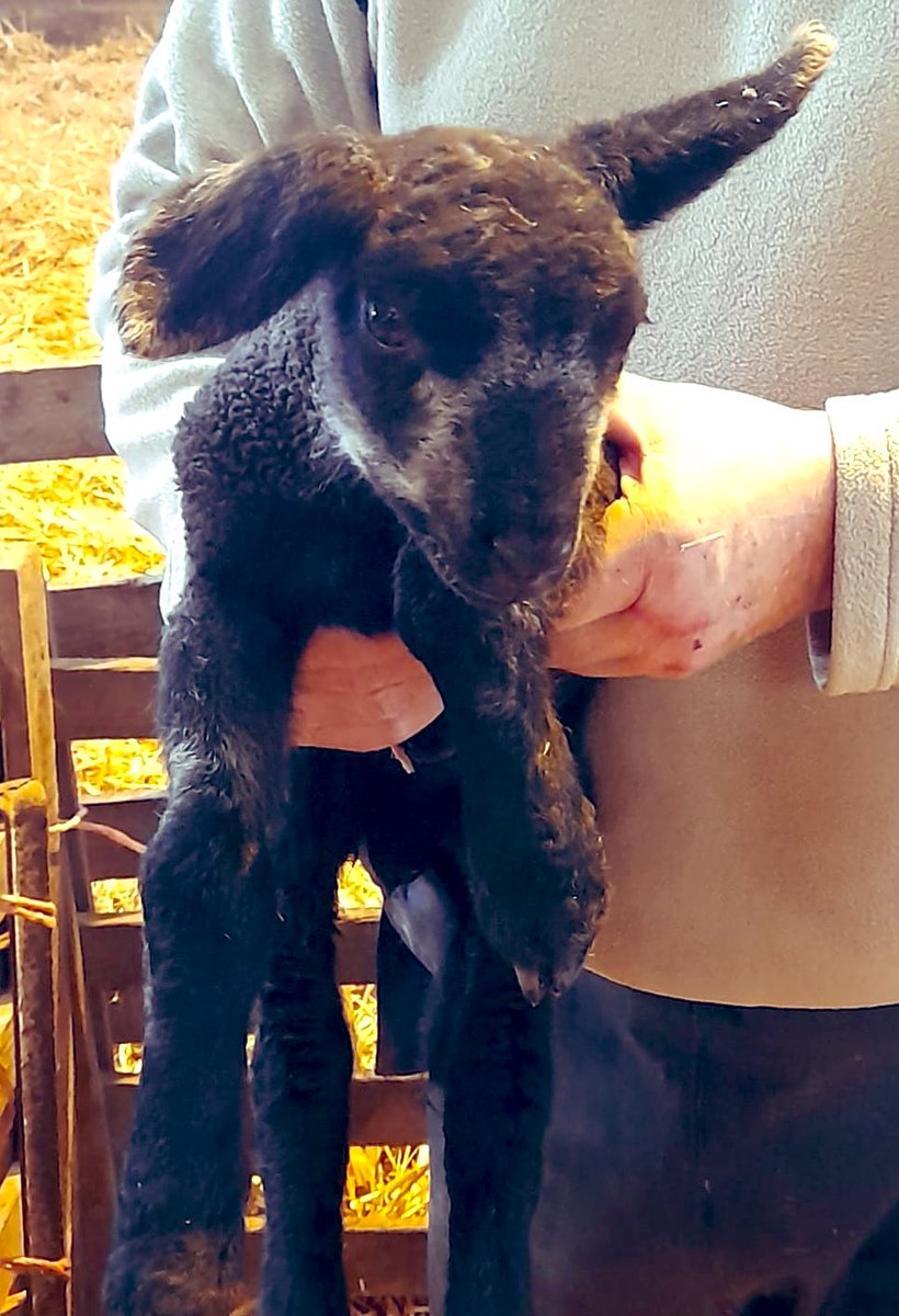 When you at work and get a picture from your Dad so your not missing out 🥰 baring in mind we have all white lambs 🐑🐑 #lambing23 #farmilyfarm #lambs