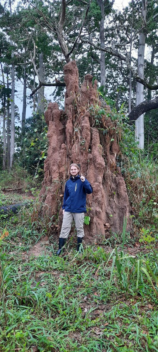 The Macrotermes bellicosus mounds are incredible structures! Masters students Tobias Pedersen and @JacquesSalin stumbled upon this large one while assisting postdoc @ErinLCole with her fieldwork in Cóte d'Ivoire #H2020 #ERC_reasearch #MSCApostdoctoralfellowship #Fieldwork