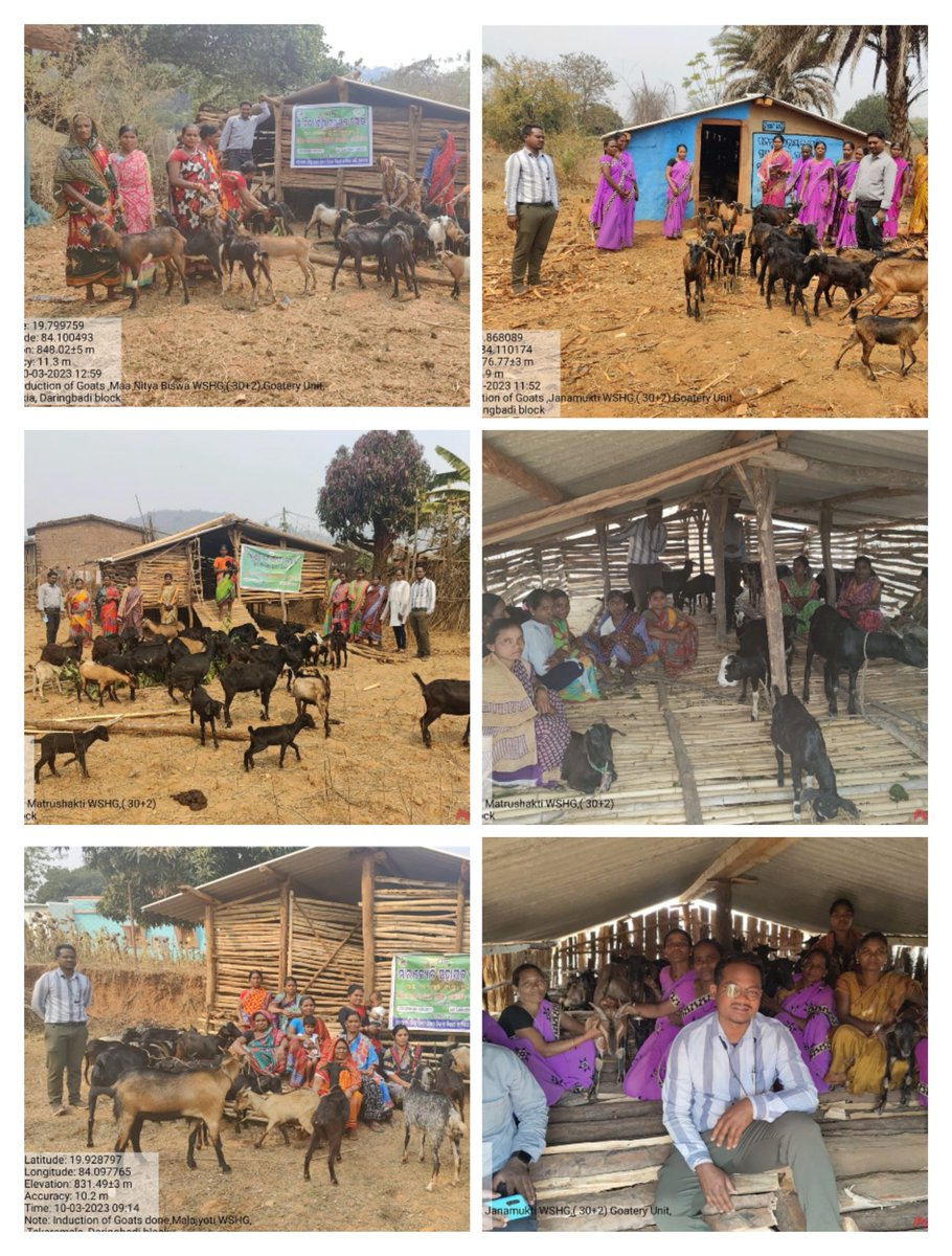 OvsaKandhamal's tweet photo. Final verification of different 30+2 goatery units by different #WSHG carried out by I/c BVO Daringbadi. #Veterinarian #OVS #Stateplan @CMO_Odisha @MoSarkar5T @dahvsodisha @farddept @mission_shakti @DMKandhamal @rajaaswain https://t.co/CPQIxUnxM2