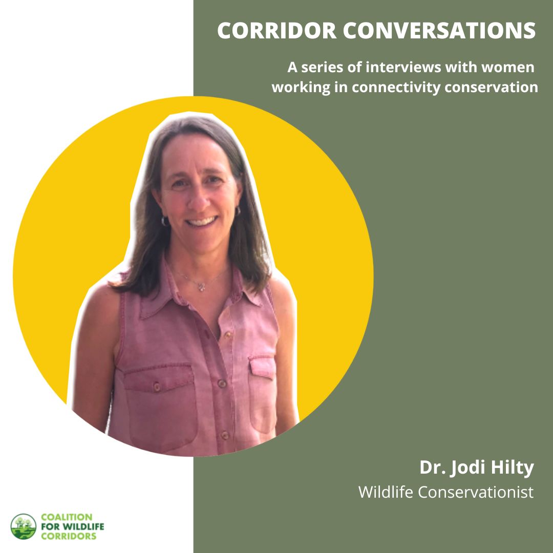 cocoforwild's tweet photo. The second Corridor Conversations interview is up - meet Dr. @HiltyJodi, President and Chief Scientist @Y2Y_Initiative. #cocotalks #corridorconversations
Read her interview with Harshad Sambamurthy here: https://t.co/vsTXkd3ie3 https://t.co/mPu53HsEUX