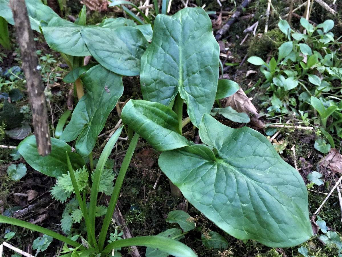 AMMcDevitt's tweet photo. Of course I love birds but seeing the inside of a lords and ladies and the owl midge flies - WoW #WildIsles 
Leaves out now in woodlands and hedges everywhere and they look like this! https://t.co/VGf2e3RwK5