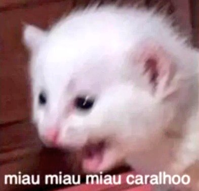 Vo come o cu do Elon mosca no seco https://t.co/M5cFFCevJ7