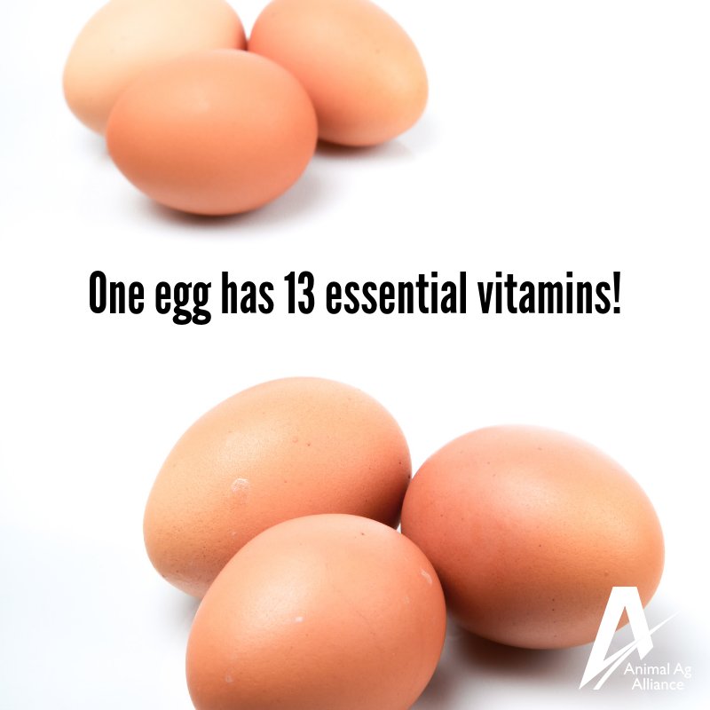 amerix's tweet photo. EGGS are the best MULTIVITAMINS.

Instead of buying synthetic capsules in the name of MULTIVITAMINS, eat eggs.

You can eat up to 10 daily. 

#ManDay https://t.co/ZxEPlwpWjU