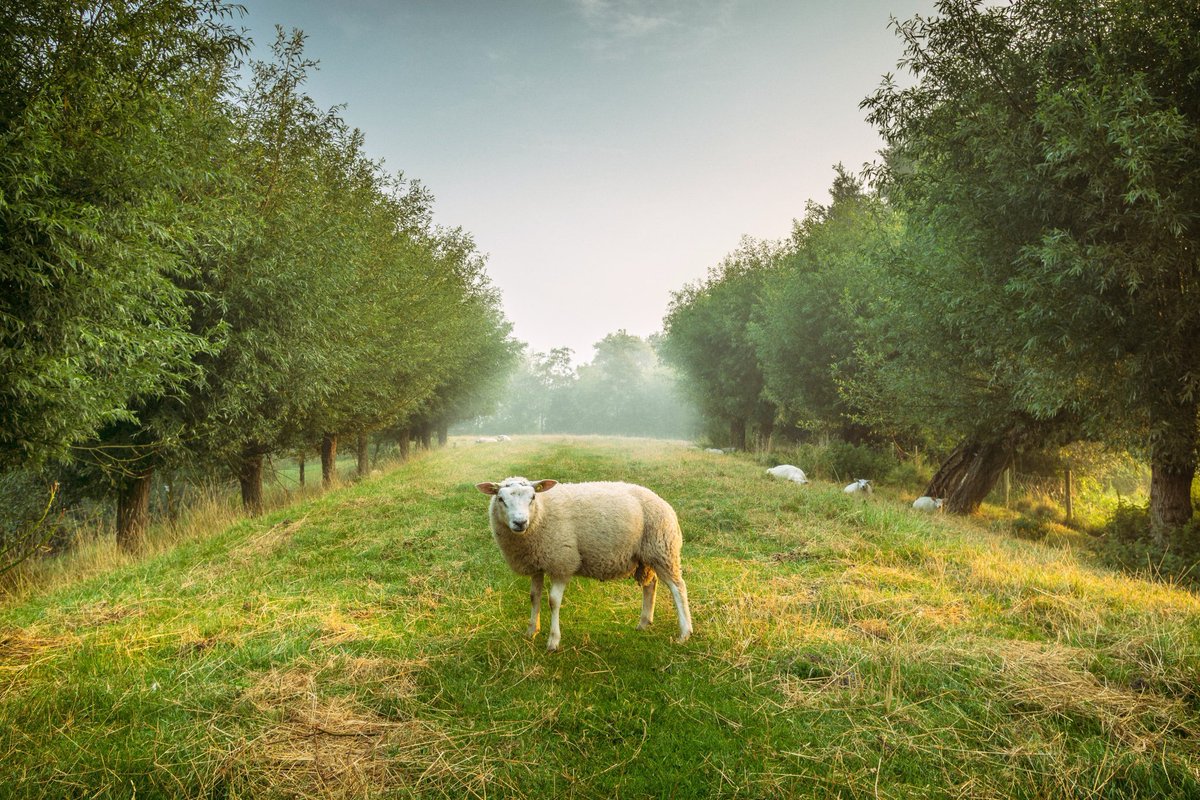 NWoodJournal's tweet photo. Agroforestry – the solution to the emission problems?: A lot has been said and written about carbon dioxide emissions and how to deal with them. Some suggest that we stop the emissions by forbidding fossil fuels etc. Some others mean it’s better to store… https://t.co/rO0ciLUzX7 https://t.co/wtI67mrZvM