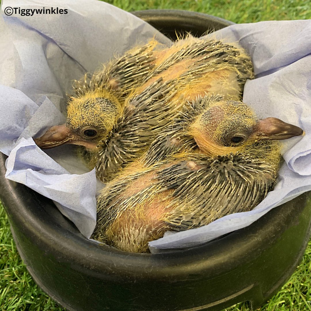 TiggywinklesUK's tweet photo. With a weather warning in place for wind, please keep an eye out for baby birds who have been blown out of their nests. Specifically pigeons who breed all year round &amp; notoriously don’t make sturdy nests! If you find an animal in need please take it to your nearest rescue centre. https://t.co/6pkVWTZTQ4