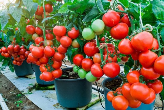Tomatoes can now be grown using modern farming technologies like hydroponics and aeroponics in pots, leading to higher yields and better quality. #modernfarming #tomatoes #hydroponics #aeroponics #potfarming
