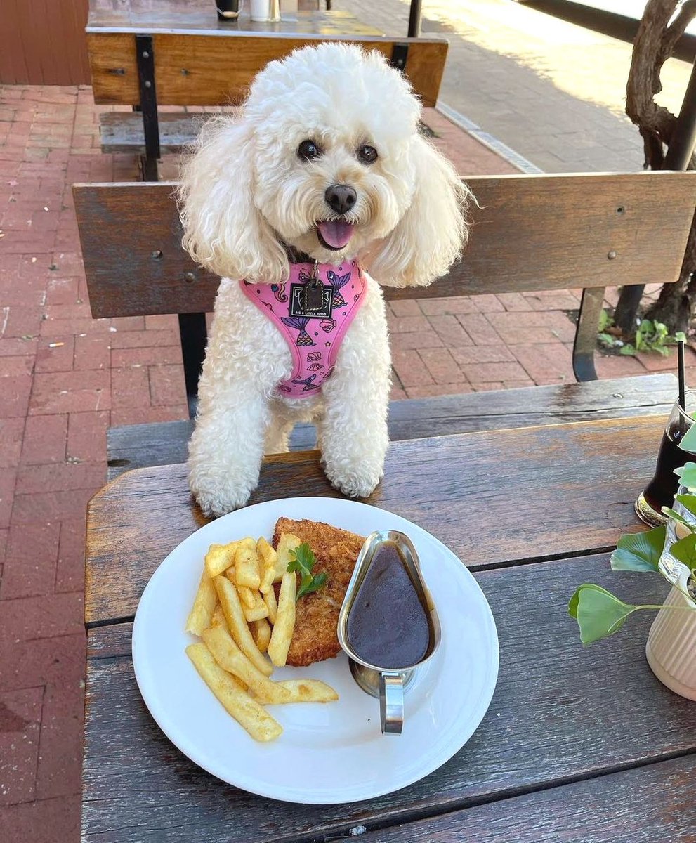baxtapets's tweet photo. A good day starts with a cuddle from your furry friend and ends with a chicken schnitty, gravy, and chips! 🍽️
#pekapoo #dog https://t.co/147pqs37gz