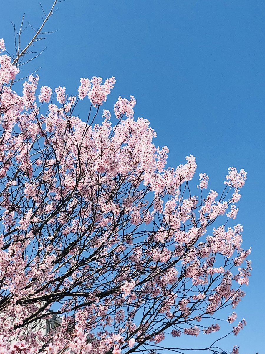 goodnightGeorg1's tweet photo. 早咲きの桜。今日は肌寒いですが、心が温かくなります。午後もがんばろう　#福岡 #早咲き #桜 #晴れ #肌寒い #春 #おつかれさま #仕事 #午後もがんばろう #ほっとひととき #3月 #レッツゴージョージ #letsgogeorge #LetsGoGeorge #コーヒー https://t.co/6ARSBiZBXi