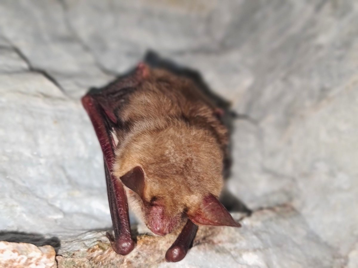 RNP_Romsilva's tweet photo. Lilieci hibernând în peșterile din Parcul Național Munții Rodnei în câteva fotografii realizate la activitatea de monitorizare a speciilor de lilieci pe raza parcului.
#Rodna #Bat #hibernation #Romania https://t.co/kjZo7aVbQK