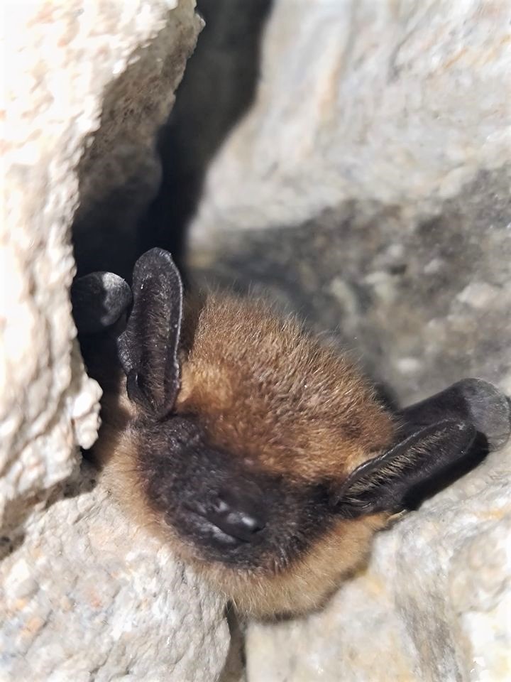 RNP_Romsilva's tweet photo. Lilieci hibernând în peșterile din Parcul Național Munții Rodnei în câteva fotografii realizate la activitatea de monitorizare a speciilor de lilieci pe raza parcului.
#Rodna #Bat #hibernation #Romania https://t.co/kjZo7aVbQK