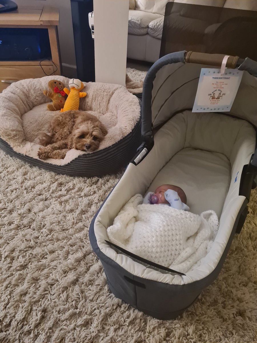 beth_greer01's tweet photo. @BBCBreakfast our cavapoo, Ivy would win 'Best Pup Pal' to her new human brother Reuben 🩵💙
#crufts2023 #dogsoftwitter #bbcbreakfast https://t.co/t6PfKcaqML