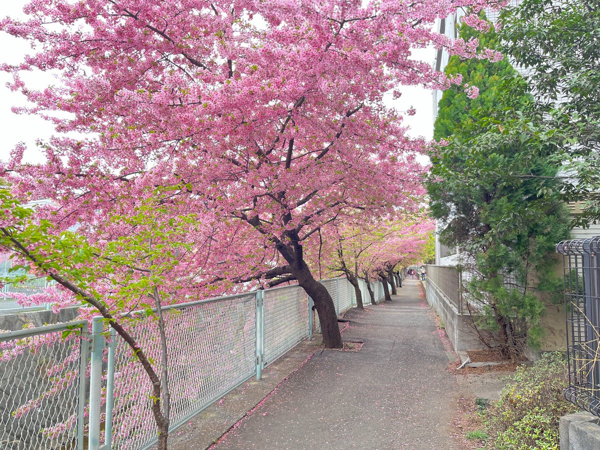 Marvinkibalama's tweet image. Early blossoming cherry blossoms (Kawazu zakura and Harumeki sakura).....to catch them, you have to go hunting and fast,  because they don't stay long.. #Japanspring