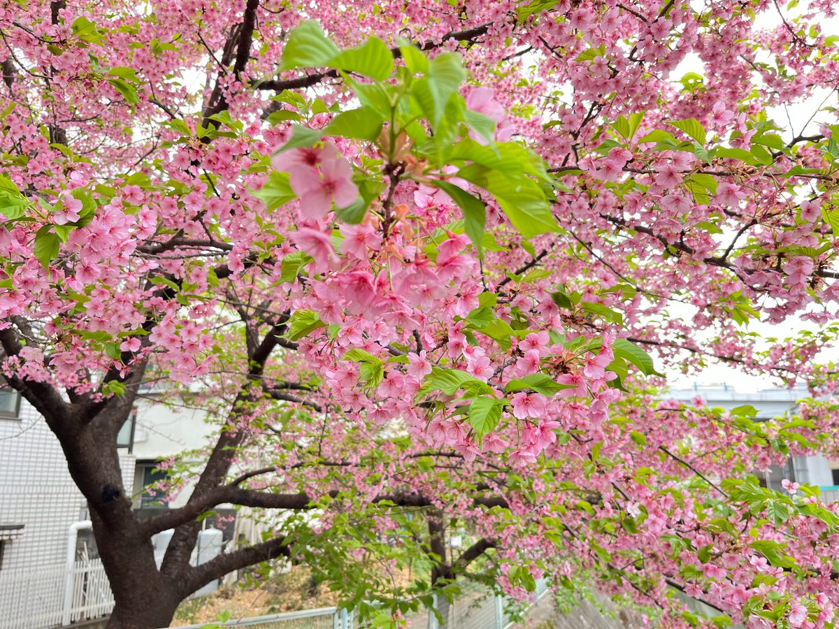 Marvinkibalama's tweet image. Early blossoming cherry blossoms (Kawazu zakura and Harumeki sakura).....to catch them, you have to go hunting and fast,  because they don't stay long.. #Japanspring