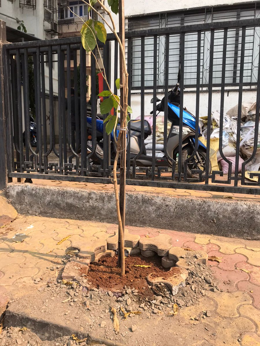 MatungaTrees's tweet photo. The roads around Indian Gymkhana are blessed.

BMC has abandoned its plan to cut the trees. And planted even more trees.

Thank You @mybmc @mybmcWardFN @mybmcRoads 
Thank You 💚

In Gratitude 🙏🏼 https://t.co/2MVmJZUnDw