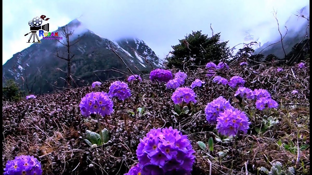 North Sikkim, Yumthang Valley of Flowers
#Assam #ArunachalPradesh #Manipur #Meghalaya #Mizoram #Nagaland #sikkimdiaries #Tripura #northeast #india #indianarmy #usa #australia #canada #japan #germany #uk #Nepal #NagalandNews #increadiblenortheastindia #yumthangvalley #rododendron