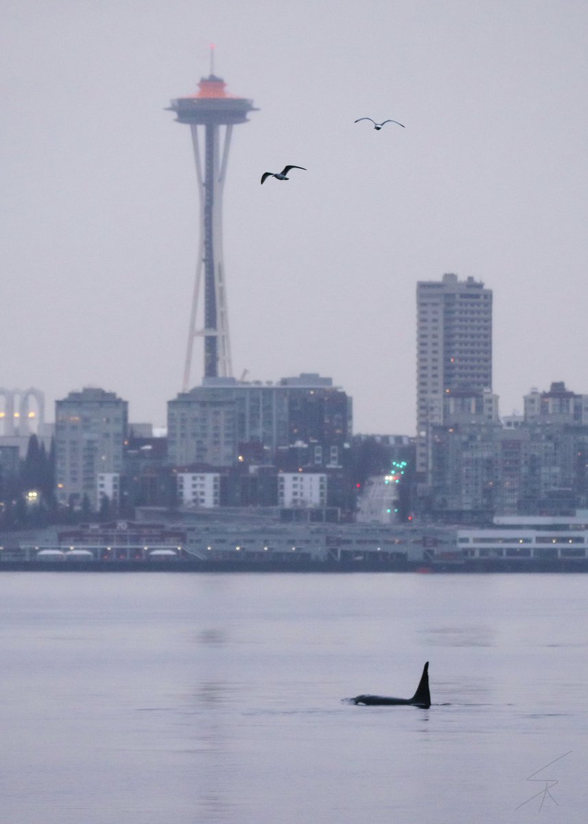 kiwibacon's tweet photo. An orca taking in the sights around Elliott Bay this evening. #Seattle #SpaceNeedle #WestSeattle #orcas #pnw #rain https://t.co/k7VJ4516yH