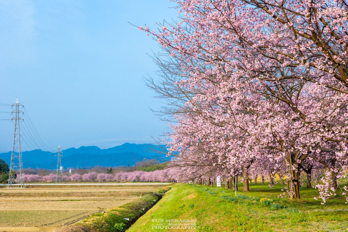 埼玉県坂戸市北浅羽の安行寒桜が見頃を迎え、今年も春誘う桜のトンネルになりました。