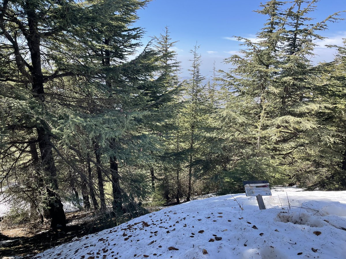 Hassan R. Dhaini حسن دهيني (@drhdhaini) on Twitter photo محمية أرز الشوف الطبيعية <a href="/CedarReserve/">Shouf Biosphere Reserve</a> ، بقعة خيال ساحرة في جبل لبنان هي الأكبر من نوعها، تبلغ مساحتها 160 كلم2 وتحتوي على 30% من غابات الأرز المتبقية في #لبنان . محمية أرز الشوف الطبيعية <a href="/CedarReserve/">Shouf Biosphere Reserve</a> ، بقعة خيال ساحرة في جبل لبنان هي الأكبر من نوعها، تبلغ مساحتها 160 كلم2 وتحتوي على 30% من غابات الأرز المتبقية في #لبنان .