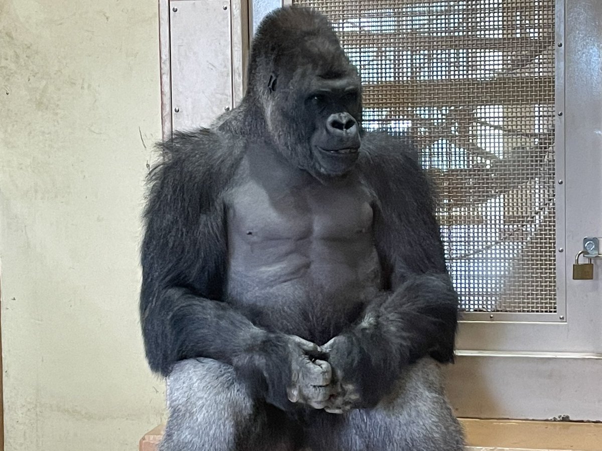 gorillife_Tw's tweet photo. 日本では6カ所の動物園でゴリラに会うことが出来ますよ！
こちらは有名なイケメンゴリラ、シャバーニです。
ゴリ太坊ちゃんには負けますが、イケメンですね〜🦍✨

 #ゴリラ好きと繋がりたい https://t.co/OOE4Hnbqt3