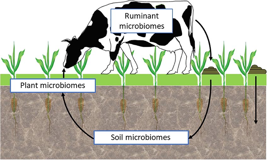 spectrometrix's tweet photo. If you do soil, or rumen, microbial community analysis by GC-FID or GC-MS, a small investment in the Lipids Library (retention indices, and mass spectra) makes life a lot easier.
enquiries@spectrometrics.com
Combine with GC/ID for enhanced #PLFAs
#SoilMicrobiomes #SoilPLFA https://t.co/TX3gu4IZAD