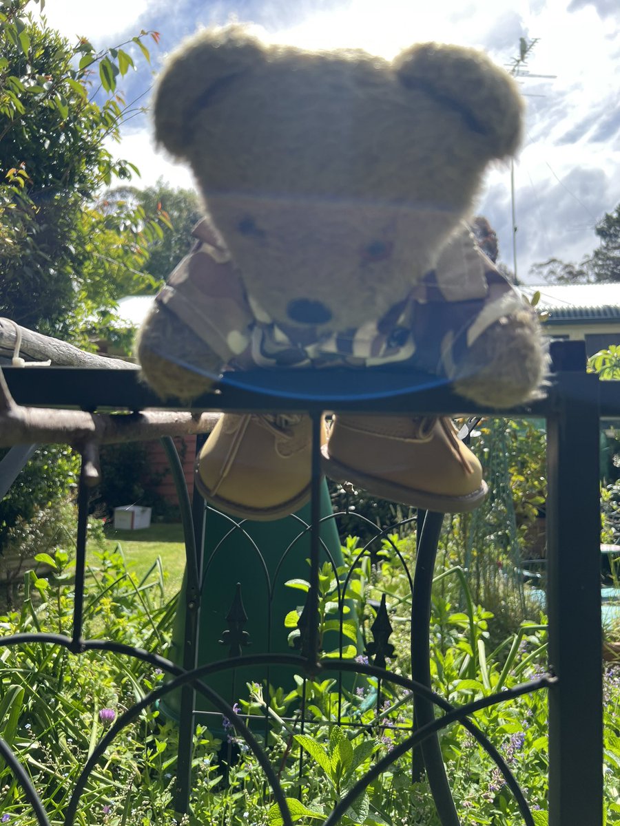 Us 3 bears & Mum 🇦🇺 tweet media