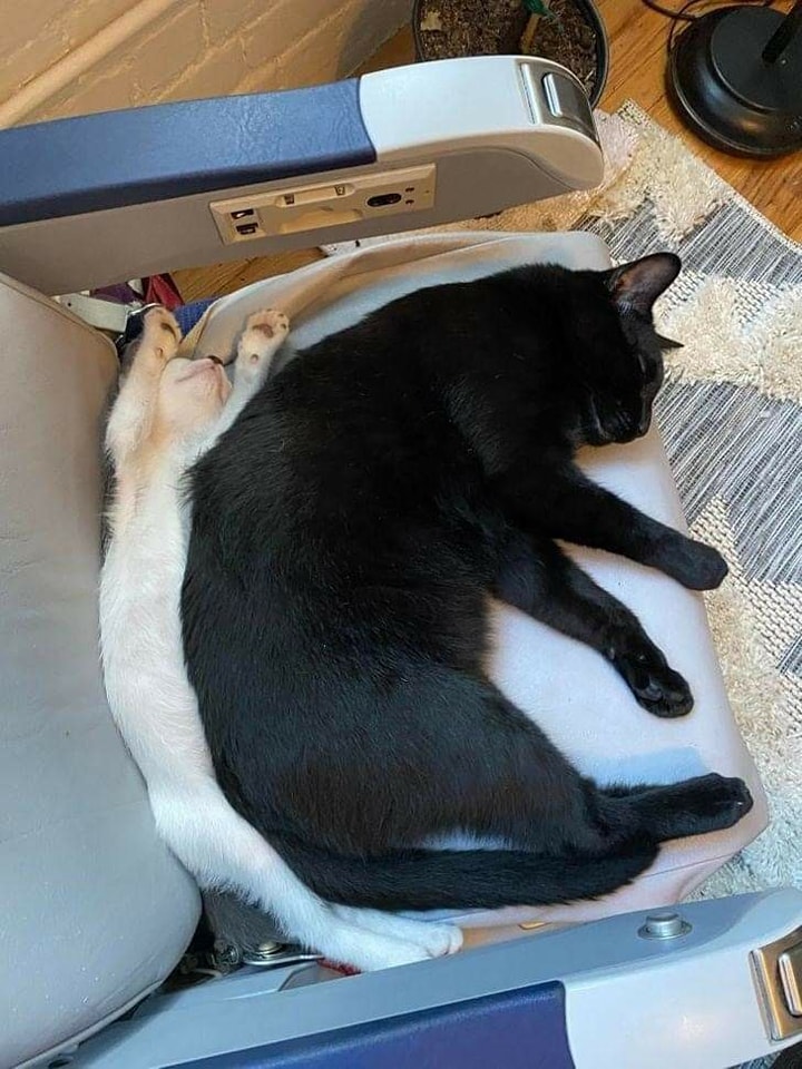 cats that are up to no good tweet media