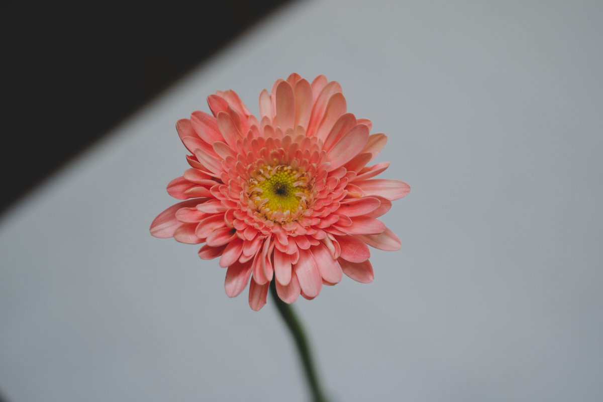shiro_graphy's tweet photo. ガーベラを飾りました🌷
#fujifilm_xseries https://t.co/TZUaCLpyXL