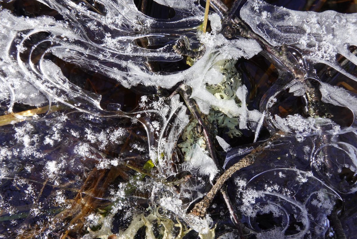 michelagriffith's tweet photo. Day 16 #The100DayProject
From taking nature’s marks indoors I find some lines come back out with me. Ice fringing the ponds echoes a little studio scene that had presented itself in the late afternoon sunshine.
#100dayproject #100daysofnature https://t.co/UnfxEdWuoA