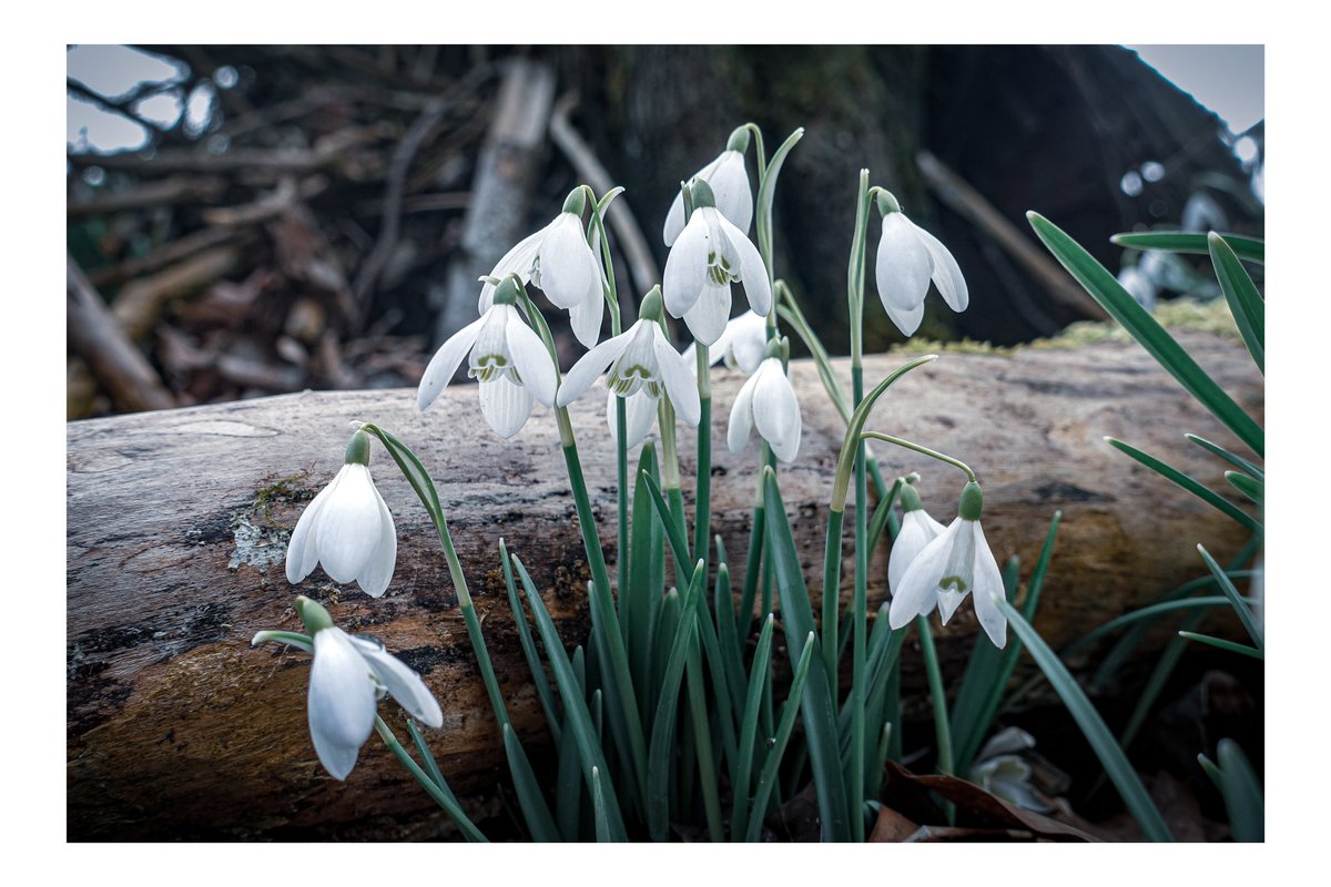 mrobertson's tweet image. 27 years ago today, at the primary school I loved so much, 16 beautiful children and a teacher lost their lives in unimaginable circumstances. Never forget.❤️