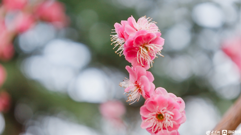 LinyiOfficial's tweet photo. #Spring has brought stunning views to People’s Park in #Linyi, with red plum and magnolia flowers in full bloom, transforming it into a floral wonderland. #SpringinLinyi https://t.co/SWDnJzzJQh