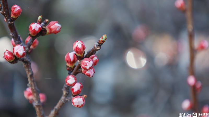 LinyiOfficial's tweet photo. #Spring has brought stunning views to People’s Park in #Linyi, with red plum and magnolia flowers in full bloom, transforming it into a floral wonderland. #SpringinLinyi https://t.co/SWDnJzzJQh