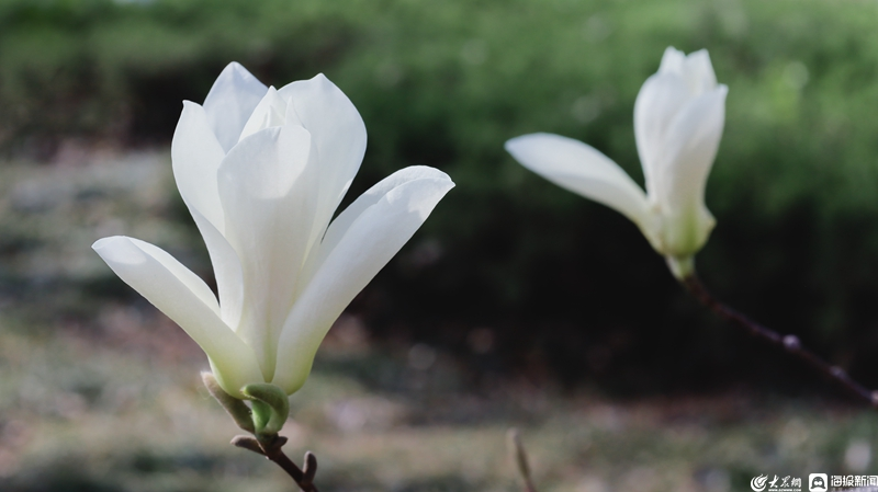 LinyiOfficial's tweet photo. #Spring has brought stunning views to People’s Park in #Linyi, with red plum and magnolia flowers in full bloom, transforming it into a floral wonderland. #SpringinLinyi https://t.co/SWDnJzzJQh
