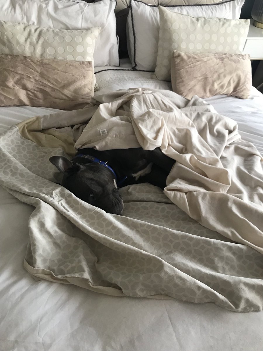Litl_lady_t's tweet photo. Loma refusing to get up and do Monday Morning 😂#dogsoftwitter #bluestaff 💙 https://t.co/S024rz5ed7