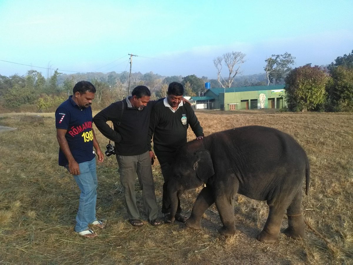 KANS_India's tweet photo. Raghu was rescued from the forest of Melagiris, under Hosur Forest Division. Bomman had came down to Aiyur (Denkanikottai) and stayed for a while to get accustomed with the abandoned elephant calf before transporting him to the Mudhumalai camp.

#Oscars https://t.co/2vOmtqLOwi