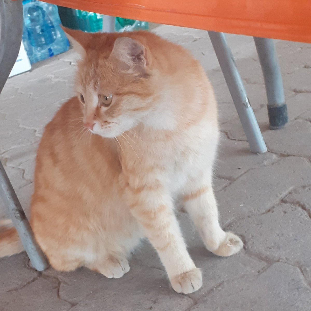 miamooo6's tweet photo. #NewProfilePic گوربااااح🐾 https://t.co/CsnSaqMvVI