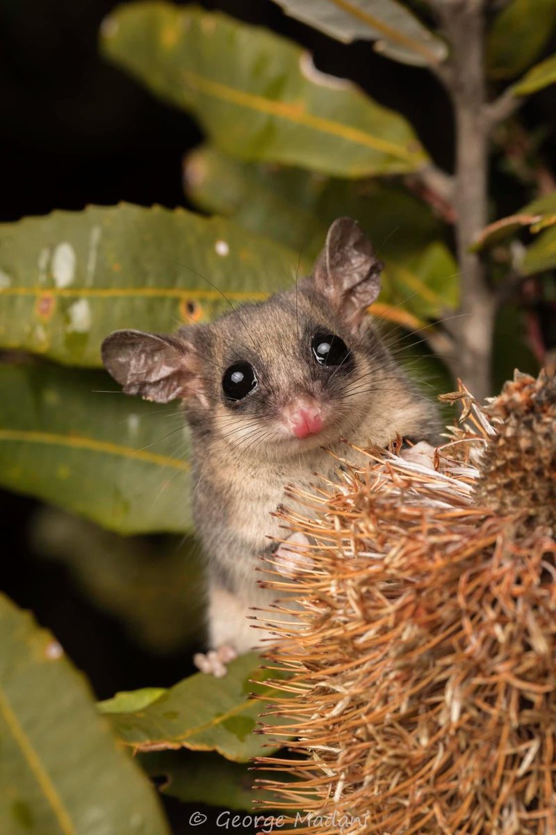 Here’s a pic of an Eastern Pygmy Possum. Because why not?