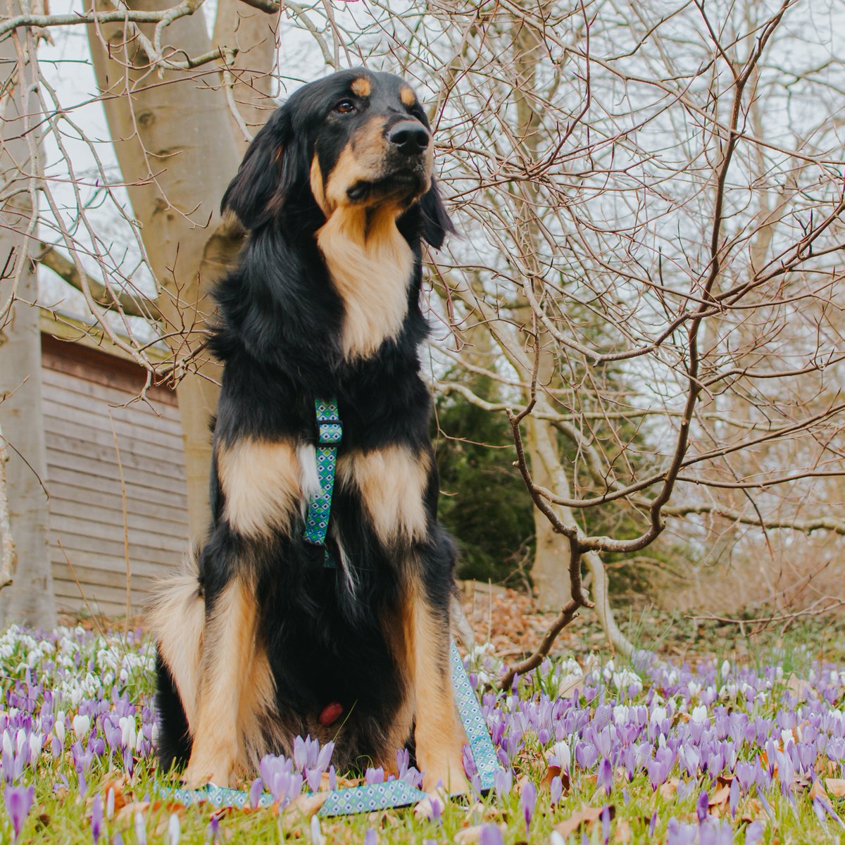 maxundmollyde's tweet photo. Nothing beats feeling the sunshine and the beautiful flowers in my 'Retro Blue' gear! ☀️🌺#maxmollyurbanpets #RetroBlue https://t.co/4Cm1xDpm3Y