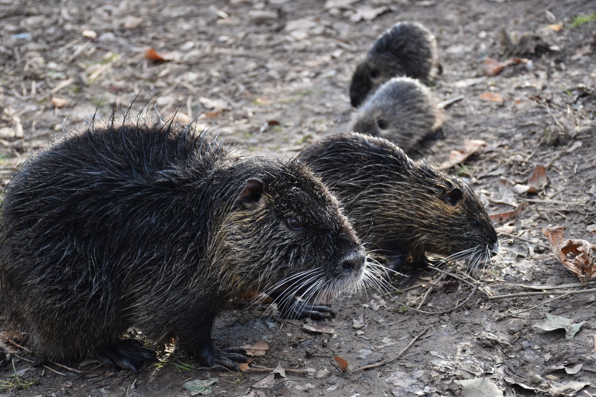 SimonMoesch's tweet photo. #Nutria-#Nachwuchs in der @BonnerRheinaue. Die #Neozoen vermehren sich rasant! Ihre #Tunnel sorgen für #Ufereinstürze. Sie sind ein #Besuchermagnet und werden leider #gefüttert - was ihnen aber nur schadet!
Also: #Beobachten JA - #Füttern NEIN
@BundesstadtBonn @lanuvnrw https://t.co/SpIBHHsl38