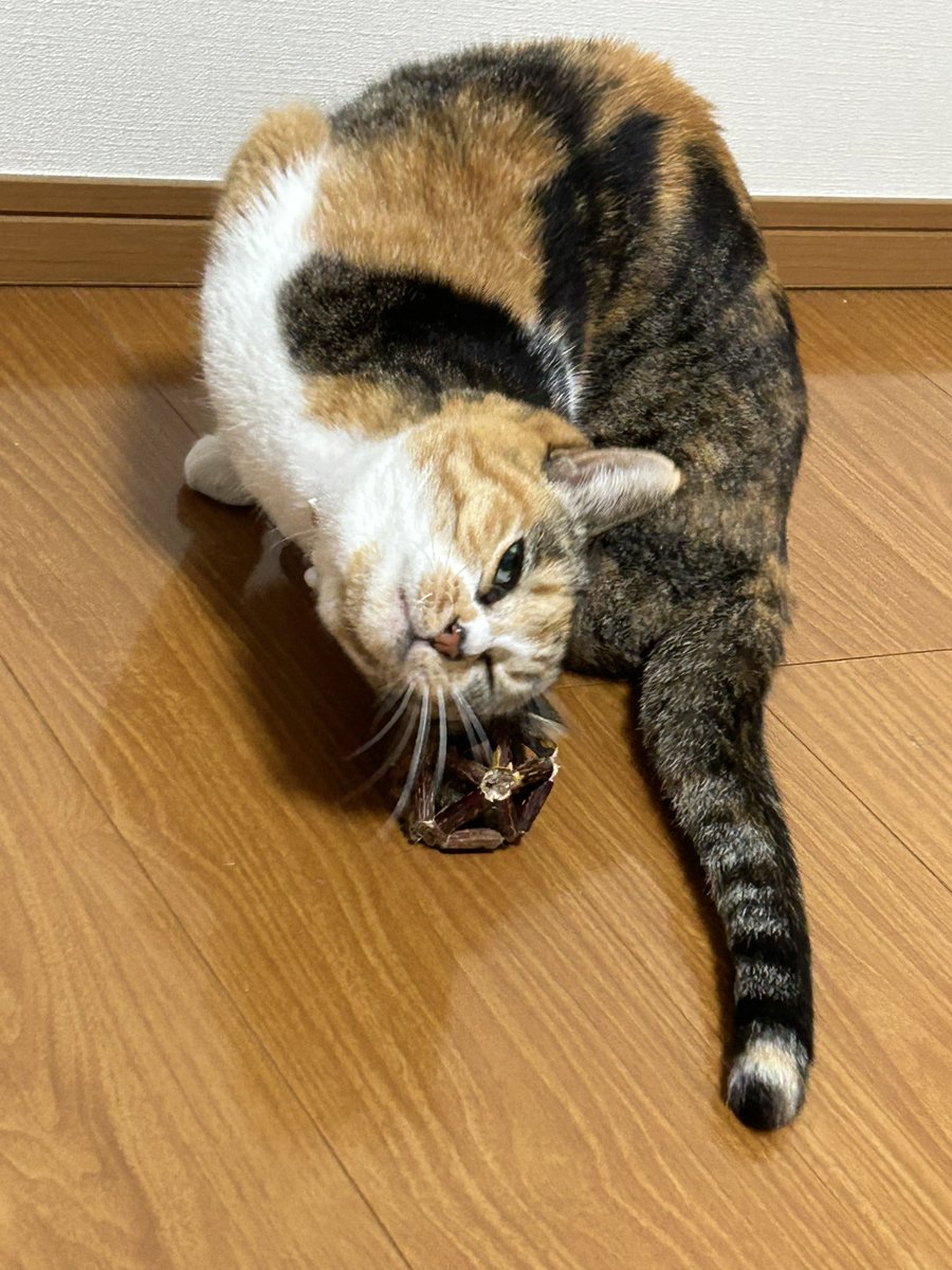 skytamakin's tweet photo. 相変わらず柔らかい https://t.co/SJJiOjFY13