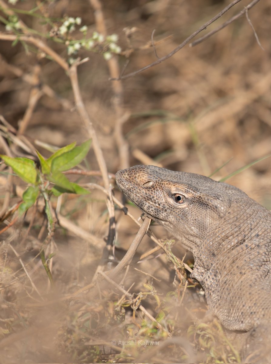 Monitor Lizard 

Gurugram, Dec'22

Full frame in the thread!
#wildlifephotography #wildlife #wildlifeofindia #natgeoindia #indiaves #BBCWildlifePOTD #ThePhotoHour #TwitterNatureCommunity #Nikon #NatureBeauty #monitorlizard