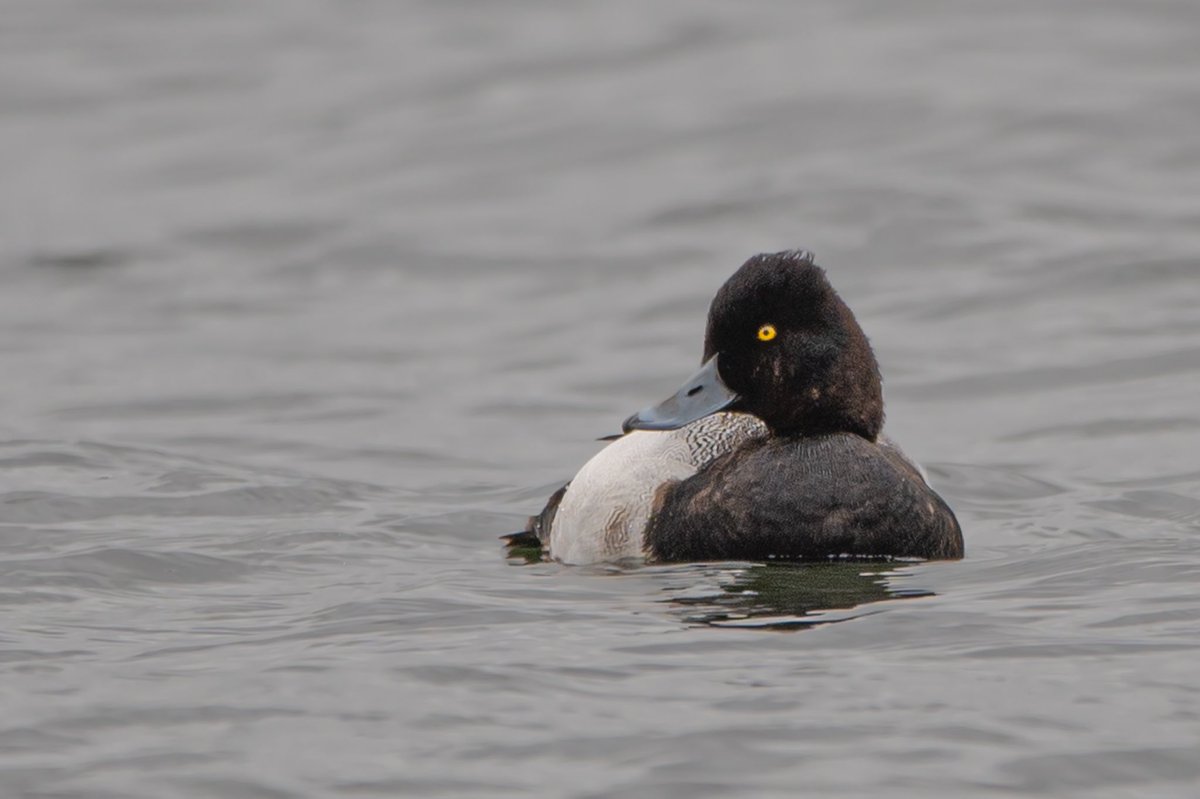 Rob and Thomas wildlife tweet media