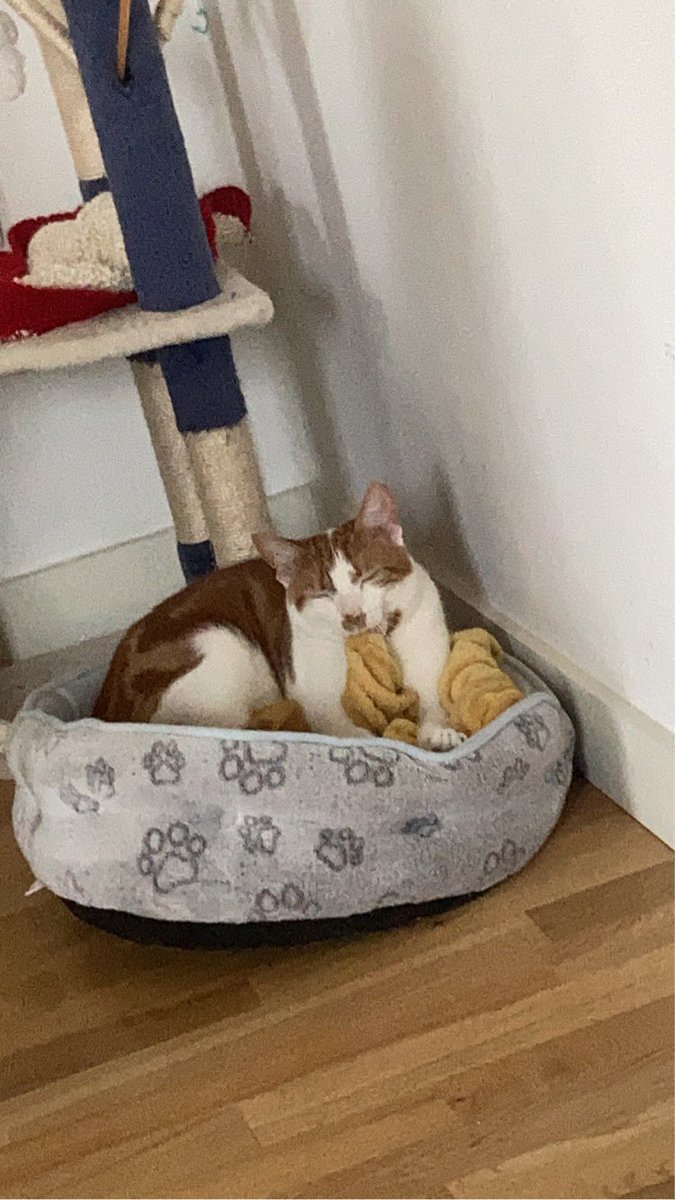 Happy Monday friends🐾🤩 #animal #CatsLover #CatsOfTwitter #CatsOnTwitter #cute #Hedgewatch #MondayMood #MondayMorning #Mondayvibes #cute #cuteboy #Gingercat #kittens #daterush