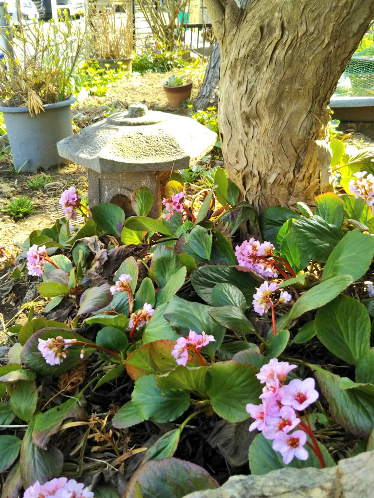 anannda21's tweet photo. ヒマラヤユキノシタ咲きました。めったに雪の降らないところですけど、草花の生命力は素晴らしい。 https://t.co/9lkIV2U9a9