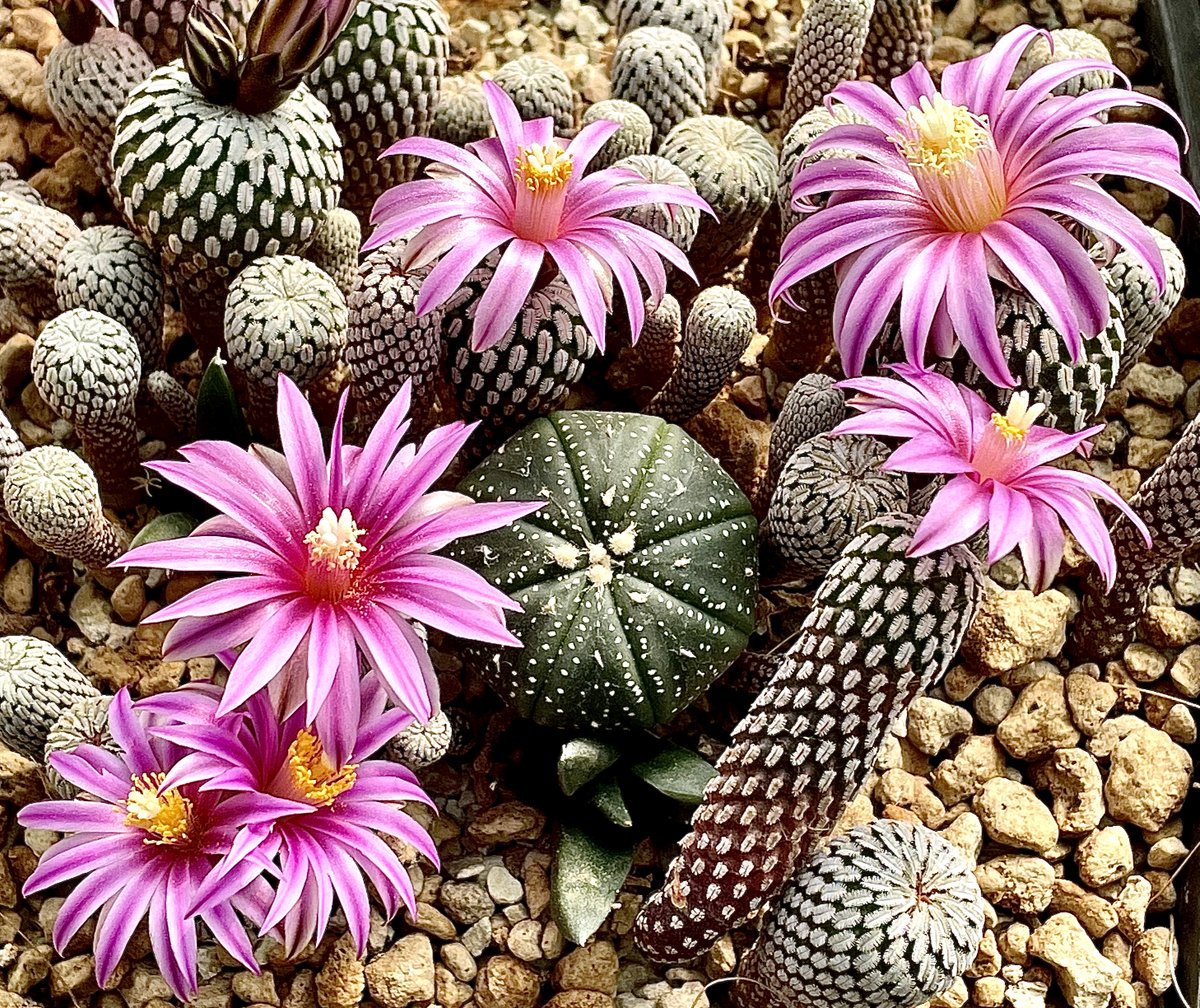cactusspot's tweet photo. Mix

#cactusspot_cactus #cactusflower #cactus @cactusspot https://t.co/XxIedbKp0S https://t.co/i8dEmGPMGO