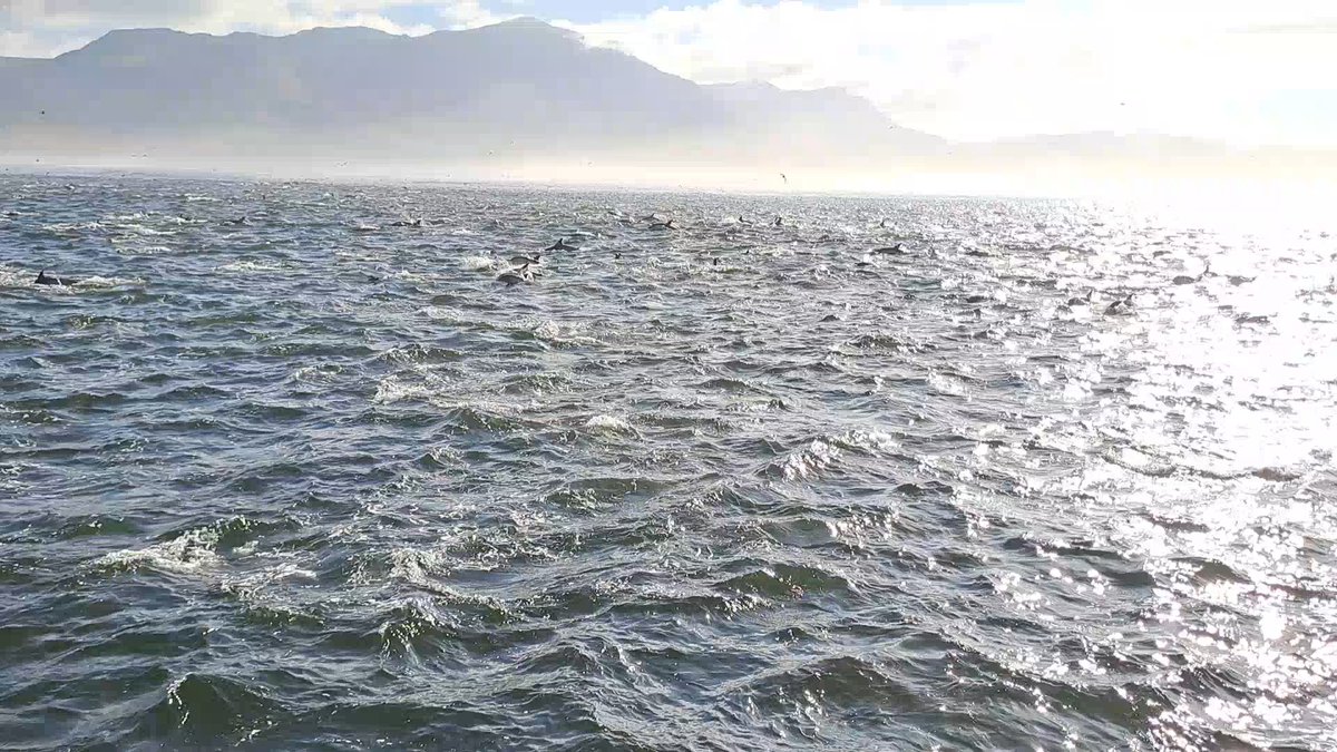 SarahTaylor/BeeBalmy tweet media