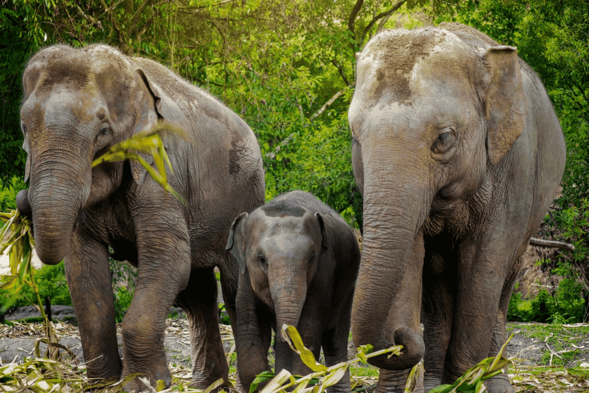The Story of Thai Elephants
digiofficial.com/2023/03/13/the…

#Nature #WildLife #Web3 #Blockchains #DigiNFTs #DigiOfficial #mimexmime #TOGRP7 #HubbubNews  #internationalnews #EndangeredAnimals #ThaiElephants #web3community