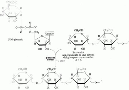 Pro-Test Italia tweet media