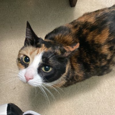 hnnhye's tweet photo. anyways guys look at my cat #NewProfilePic https://t.co/yfGfaxu48z