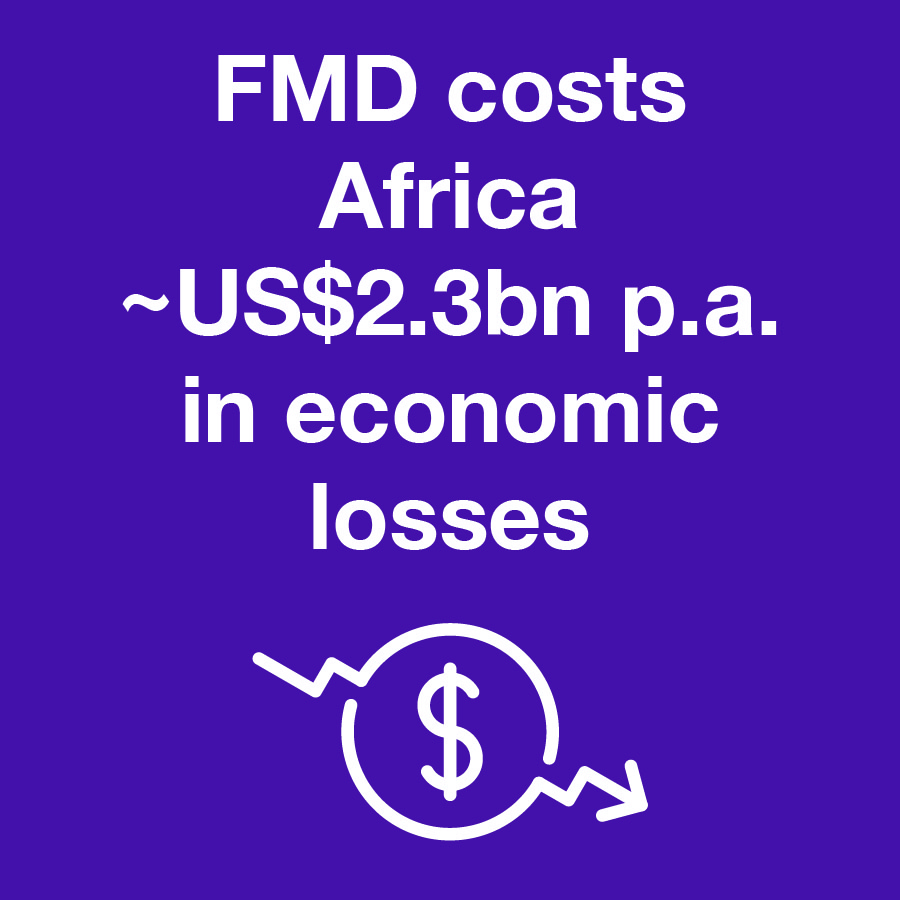 GALVmed's tweet photo. Disruptions in regional & international trade caused by #FootandMouthDisease cost Africa approximately $2.3 billion per year in economic losses.
๐High-quality #vaccines would significantly reduce the impacts of #FMD. โก๏ธ Learn about our #FMDproject: https://t.co/d8vAn953D6 https://t.co/HMNzsbFJJM